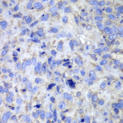 Caspase 7 (CASP7) Antibody