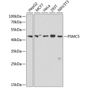 Western blot analysis of extracts of various cell lines using PSMC5 Antibody (1/1000 dilution).
