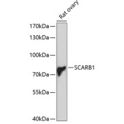 Western blot analysis of extracts of Rat ovary using SCARB1 Antibody (1/1000 dilution).