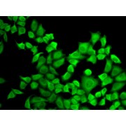 Immunofluorescence analysis of A-549 cells using DHFR Antibody