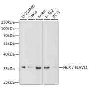 Western blot analysis of extracts of various cell lines using HuR / ELAVL1 Antibody (1/1000 dilution).