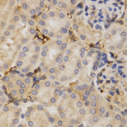 ELAV (Embryonic Lethal, Abnormal Vision, Drosophila)-Like 1 (Hu Antigen R) (ELAVL1) Antibody