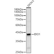 Western blot analysis of extracts of SKOV3 cells using IDO1 Antibody (1/500 dilution).