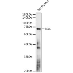 L-Selectin / CD62L (SELL) Antibody