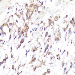 L-Selectin / CD62L (SELL) Antibody