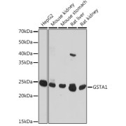 Western blot analysis of extracts of various cell lines using GSTA1 Antibody (1/1000 dilution).