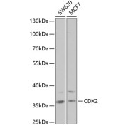 Western blot analysis of extracts of various cell lines using CDX2 Antibody (1/1000 dilution).