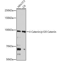 Catenin Delta 1 (CTNND1) Antibody