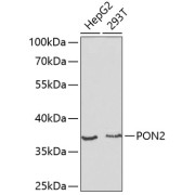 abx001386