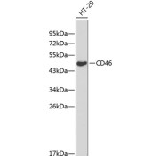 Western blot analysis of extracts of HT-29 cells using CD46 Antibody (1/1000 dilution).