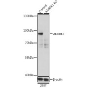 abx001397