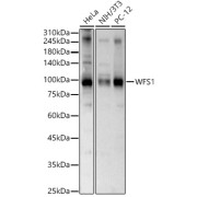 abx001429