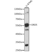 abx001436