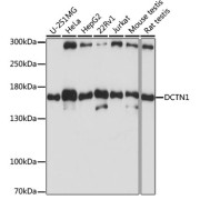 Western blot analysis of extracts of various cell lines using DCTN1 Antibody (1/1000 dilution).