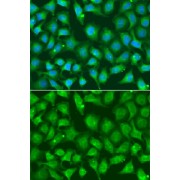 Immunofluorescence analysis of A549 cells using XRCC2 Antibody