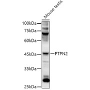 Western blot analysis of extracts of Mouse testis using PTPN2 Antibody (1/1000 dilution).