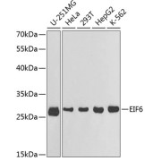 Western blot analysis of extracts of various cell lines using EIF6 Antibody (1/1000 dilution).