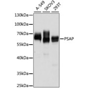 Western blot analysis of extracts of various cell lines using PSAP Antibody (1/1000 dilution).