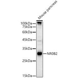 Nuclear Receptor Subfamily 0 Group B Member 2 (NR0B2) Antibody