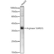 Western blot analysis of HepG2 using Arginase1 (ARG1) Antibody (1/400 dilution).