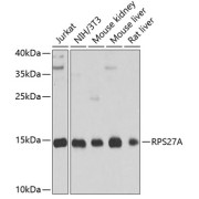 Western blot analysis of extracts of various cell lines using RPS27A Antibody (1/1000 dilution).