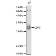 Western blot analysis of extracts of Raji cells using CD70 Antibody (1/1000 dilution).