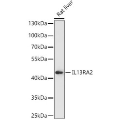 Interleukin 13 Receptor Alpha 2 (IL13RA2) Antibody