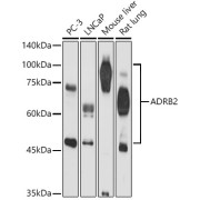 Western blot analysis of extracts of various cell lines using ADRB2 Antibody (1/500 dilution).