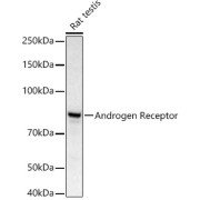 abx001670