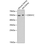 abx001677
