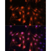 abx001684