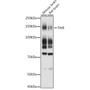 Western blot analysis of extracts of various cell lines using TrkB Antibody (1/1000 dilution).