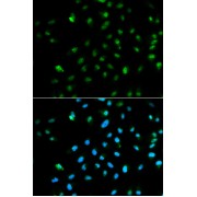 Immunofluorescence analysis of HepG2 cells using POLR2A Antibody