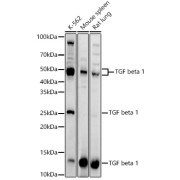abx001736