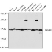 Western blot analysis of extracts of various cell lines using SUMO1 Antibody (1/1000 dilution).