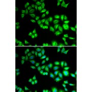 Immunofluorescence analysis of HeLa cells using CUL1 Antibody