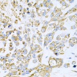 Histone Deacetylase 3 (HDAC3) Antibody