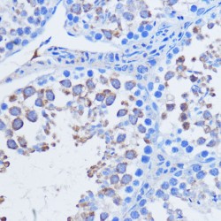 Piwi-Like Protein 1 (MIWI) Antibody