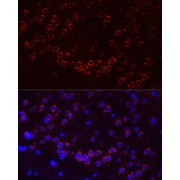 Immunofluorescence analysis of Mouse brain using GJA1 Antibody (1/100 dilution, 40x lens). Blue: DAPI for nuclear staining.