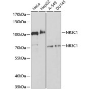Western blot analysis of extracts of various cell lines using NR3C1 Antibody (1/1000 dilution).