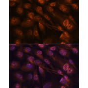 Immunofluorescence analysis of C6 cells using MAP2K7 Antibody (1/100 dilution). Blue: DAPI for nuclear staining.