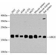 Western blot analysis of extracts of various cell lines using UBE2I Antibody (1/1000 dilution).