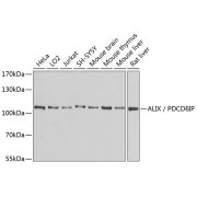 Western blot analysis of extracts of various cell lines using ALIX / PDCD6IP Antibody (1/1000 dilution).