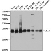 Western blot analysis of extracts of various cell lines using CBX3 Antibody (1/1000 dilution).