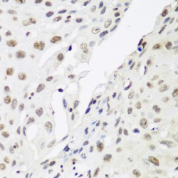 Chromobox Protein Homolog 3 (CBX3) Antibody