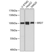 abx001874