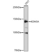 Western blot analysis of extracts of 293T cells using KDM3A Antibody (1/1000 dilution).