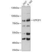 Western blot analysis of extracts of various cell lines using GTF2F1 Antibody (1/500 dilution).