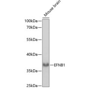 Western blot analysis of extracts of Mouse brain using EFNB1 Antibody (1/1000 dilution).