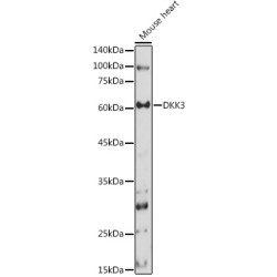 Dickkopf-Related Protein 3 (DKK3) Antibody